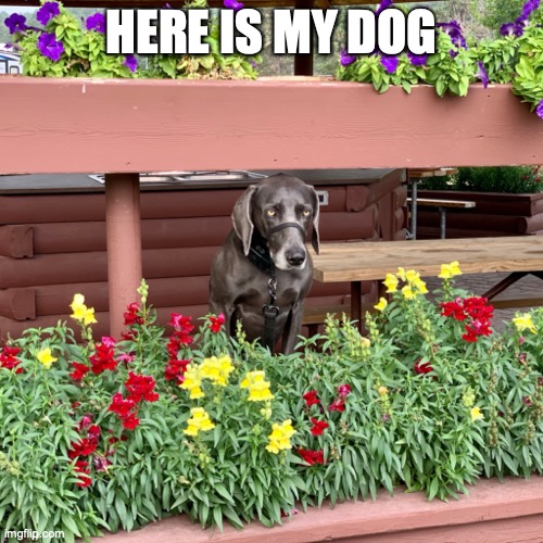 challenge everyone post a pic of their dog because dogs are awesome | HERE IS MY DOG | image tagged in dogs,memes,challenge | made w/ Imgflip meme maker
