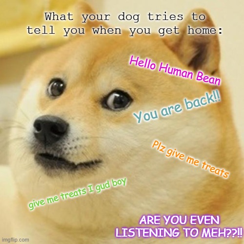 dogs when their owners come home | What your dog tries to tell you when you get home:; Hello Human Bean; You are back!! Plz give me treats; give me treats I gud boy; ARE YOU EVEN LISTENING TO MEH??!! | image tagged in memes,doge | made w/ Imgflip meme maker