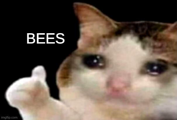 Sad cat thumbs up | BEES | image tagged in sad cat thumbs up | made w/ Imgflip meme maker