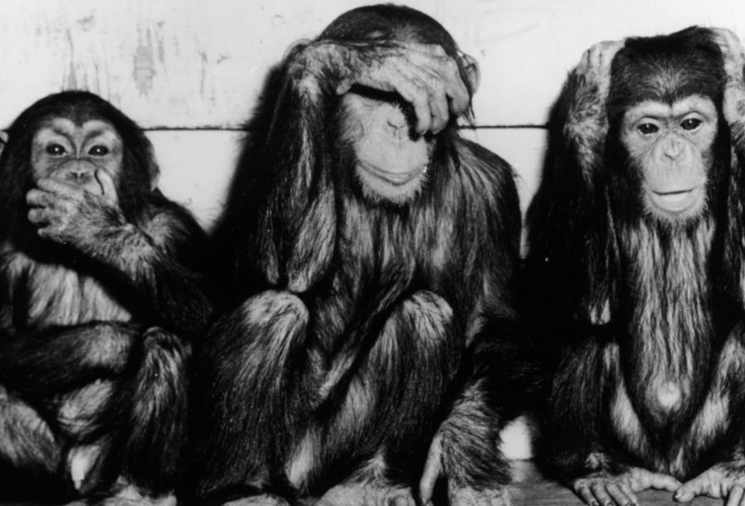 monkies Blank Meme Template