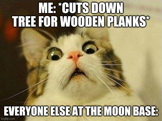 OH GOD | ME: *CUTS DOWN TREE FOR WOODEN PLANKS*; EVERYONE ELSE AT THE MOON BASE: | image tagged in memes,scared cat | made w/ Imgflip meme maker