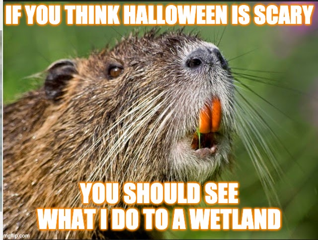 IF YOU THINK HALLOWEEN IS SCARY; YOU SHOULD SEE WHAT I DO TO A WETLAND | made w/ Imgflip meme maker