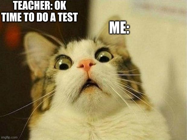 Scared Cat | TEACHER: OK TIME TO DO A TEST; ME: | image tagged in memes,scared cat | made w/ Imgflip meme maker