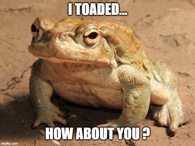 I toaded | I TOADED... HOW ABOUT YOU ? | image tagged in toad | made w/ Imgflip meme maker