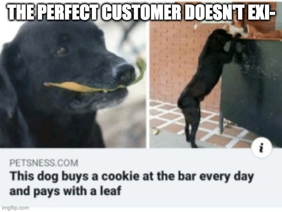 This doggo is a true angel | THE PERFECT CUSTOMER DOESN'T EXI- | image tagged in doggo | made w/ Imgflip meme maker
