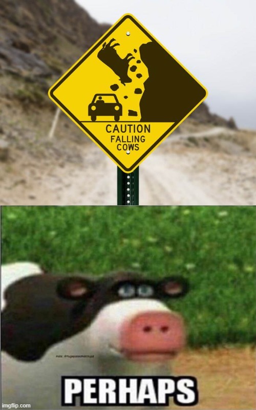 Moo | image tagged in perhaps cow | made w/ Imgflip meme maker