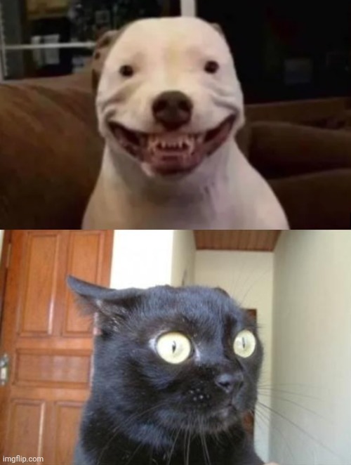 image tagged in cannot be unseen cat | made w/ Imgflip meme maker