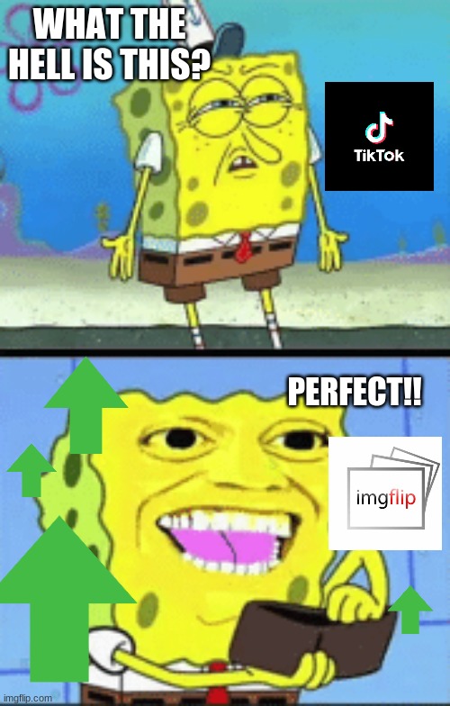 Imgflip contributor | WHAT THE HELL IS THIS? PERFECT!! | image tagged in spongebob money | made w/ Imgflip meme maker