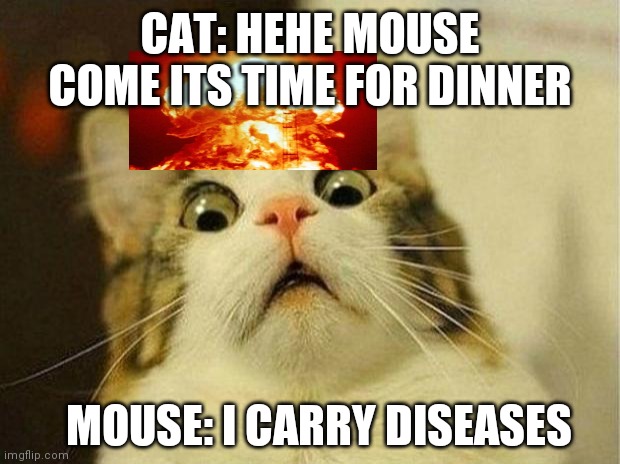 Scared Cat Meme | CAT: HEHE MOUSE COME ITS TIME FOR DINNER; MOUSE: I CARRY DISEASES | image tagged in memes,scared cat | made w/ Imgflip meme maker