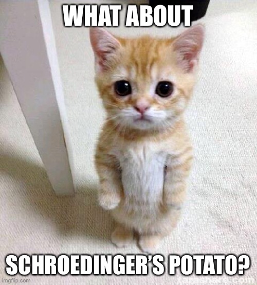 Cute Cat Meme | WHAT ABOUT SCHROEDINGER’S POTATO? | image tagged in memes,cute cat | made w/ Imgflip meme maker