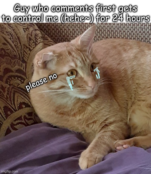 Scared cat | Guy who comments first gets to control me (hehe~) for 24 hours; please no | image tagged in scared cat | made w/ Imgflip meme maker