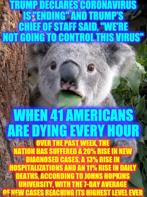 Disgusted, Physically Ill And Yet Not The Least Bit Surprised Koala | TRUMP DECLARES CORONAVIRUS IS "ENDING" AND TRUMP'S CHIEF OF STAFF SAID, "WE'RE NOT GOING TO CONTROL THIS VIRUS"; WHEN 41 AMERICANS ARE DYING EVERY HOUR; OVER THE PAST WEEK, THE NATION HAS SUFFERED A 20% RISE IN NEW DIAGNOSED CASES, A 13% RISE IN HOSPITALIZATIONS AND AN 11% RISE IN DAILY DEATHS, ACCORDING TO JOHNS HOPKINS UNIVERSITY, WITH THE 7-DAY AVERAGE OF NEW CASES REACHING ITS HIGHEST LEVEL EVER | image tagged in memes,surprised koala,trump unfit unqualified dangerous,liar in chief,lock him up,trump lies | made w/ Imgflip meme maker