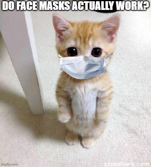 Cute Cat | DO FACE MASKS ACTUALLY WORK? | image tagged in memes,cute cat | made w/ Imgflip meme maker