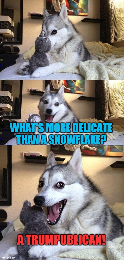 It's Funny 'Cause it's True! | WHAT'S MORE DELICATE THAN A SNOWFLAKE? A TRUMPUBLICAN! | image tagged in politics lol,i'm rubber you're glue,election 2020,hurry up,we've got tissues for your issues,everybody hurts | made w/ Imgflip meme maker