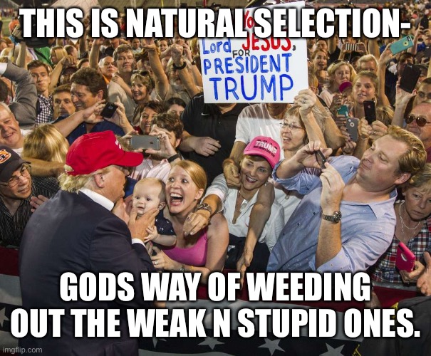 Trump Rally | THIS IS NATURAL SELECTION-; GODS WAY OF WEEDING OUT THE WEAK N STUPID ONES. | image tagged in trump rally | made w/ Imgflip meme maker