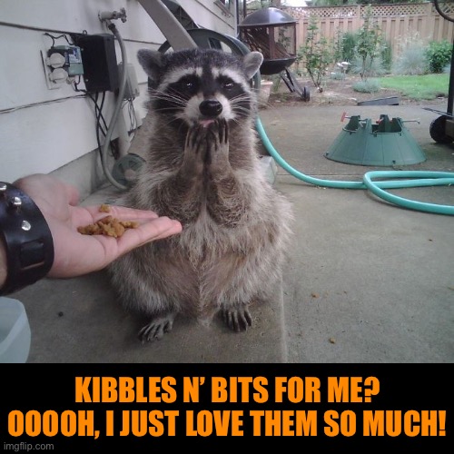 For Meh? | KIBBLES N’ BITS FOR ME? OOOOH, I JUST LOVE THEM SO MUCH! | image tagged in funny meme,raccoon | made w/ Imgflip meme maker