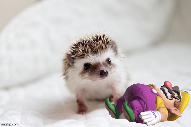 Wario_dies_for_no_reason_he_just_saw_a_hedghog.mp3 | image tagged in hedgehog | made w/ Imgflip meme maker