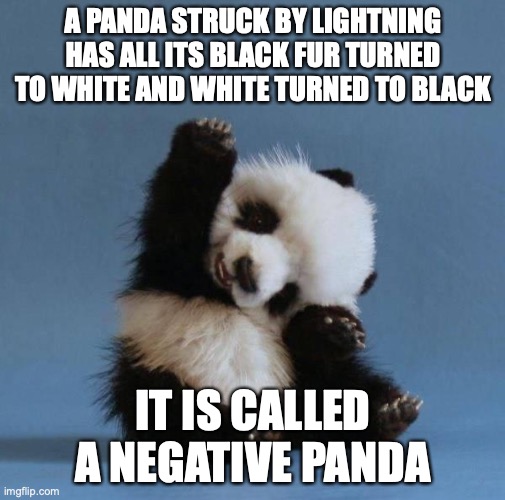 Panda | A PANDA STRUCK BY LIGHTNING HAS ALL ITS BLACK FUR TURNED TO WHITE AND WHITE TURNED TO BLACK; IT IS CALLED A NEGATIVE PANDA | image tagged in panda | made w/ Imgflip meme maker