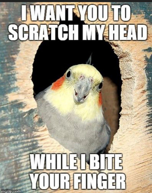 Do my Bidding! | image tagged in cockatiel,birds,funny,animals | made w/ Imgflip meme maker