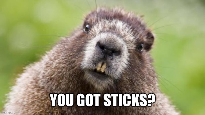 Mr Beaver | YOU GOT STICKS? | image tagged in mr beaver | made w/ Imgflip meme maker