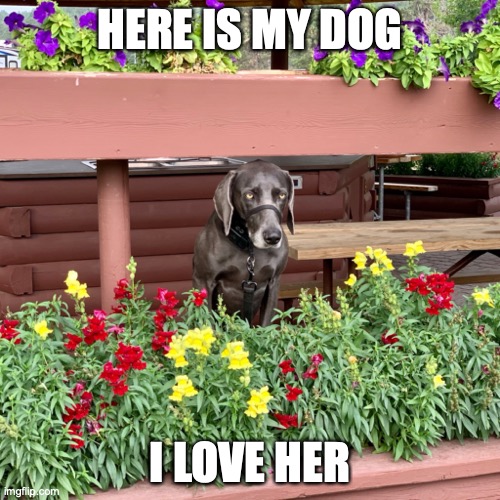 my dog |  HERE IS MY DOG; I LOVE HER | made w/ Imgflip meme maker
