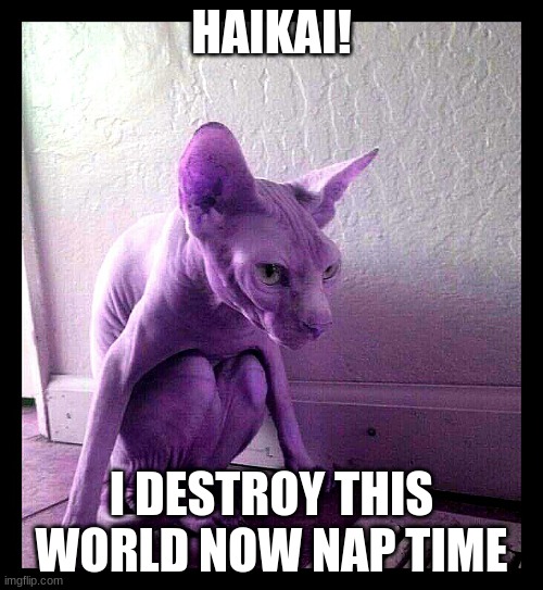 cat berrus | HAIKAI! I DESTROY THIS WORLD NOW NAP TIME | image tagged in dragon ball super meme | made w/ Imgflip meme maker