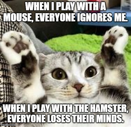 cat | image tagged in cat | made w/ Imgflip meme maker