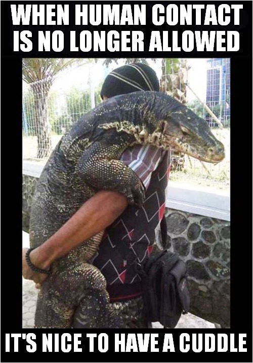Remember 'Cuddles' ? | WHEN HUMAN CONTACT IS NO LONGER ALLOWED; IT'S NICE TO HAVE A CUDDLE | image tagged in cuddle,lizard,frontpage | made w/ Imgflip meme maker