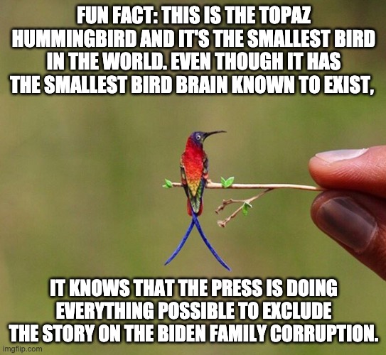 Biden Corruption. | FUN FACT: THIS IS THE TOPAZ HUMMINGBIRD AND IT'S THE SMALLEST BIRD IN THE WORLD. EVEN THOUGH IT HAS THE SMALLEST BIRD BRAIN KNOWN TO EXIST, IT KNOWS THAT THE PRESS IS DOING EVERYTHING POSSIBLE TO EXCLUDE THE STORY ON THE BIDEN FAMILY CORRUPTION. | image tagged in joe biden,corruption | made w/ Imgflip meme maker