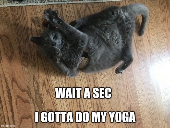 Yoga Cat | WAIT A SEC; I GOTTA DO MY YOGA | image tagged in kitty | made w/ Imgflip meme maker