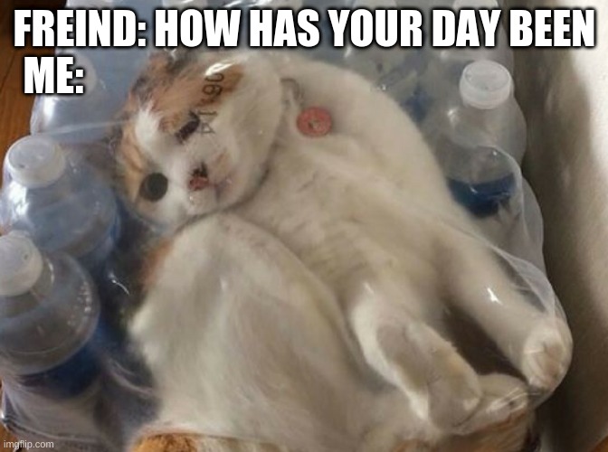 having a bad day cat