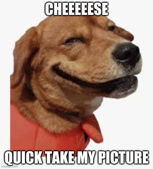 CHEEEEESE; QUICK TAKE MY PICTURE | image tagged in dog,funny,picture | made w/ Imgflip meme maker