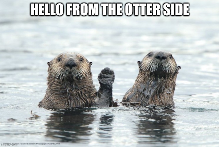 HELLO FROM THE OTTER SIDE | image tagged in song,hello,animals | made w/ Imgflip meme maker