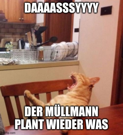 Yelling Cat | DAAAASSSYYYY; DER MÜLLMANN PLANT WIEDER WAS | image tagged in yelling cat | made w/ Imgflip meme maker
