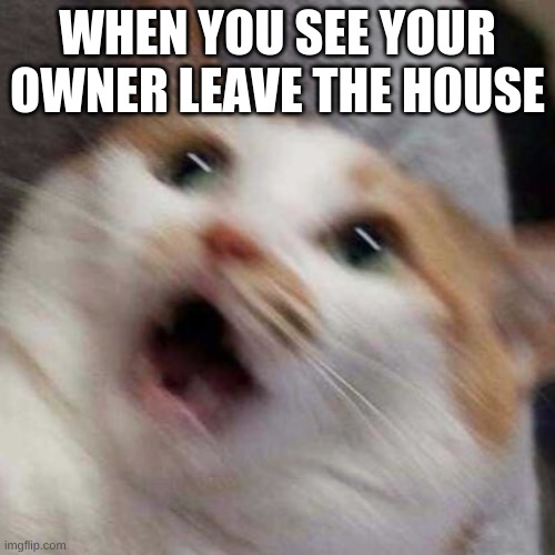 Oh no Cat | WHEN YOU SEE YOUR OWNER LEAVE THE HOUSE | image tagged in oh no cat | made w/ Imgflip meme maker