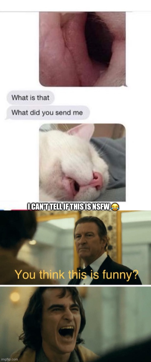 I CAN'T TELL IF THIS IS NSFW 😂 | image tagged in you think this is funny,cats | made w/ Imgflip meme maker