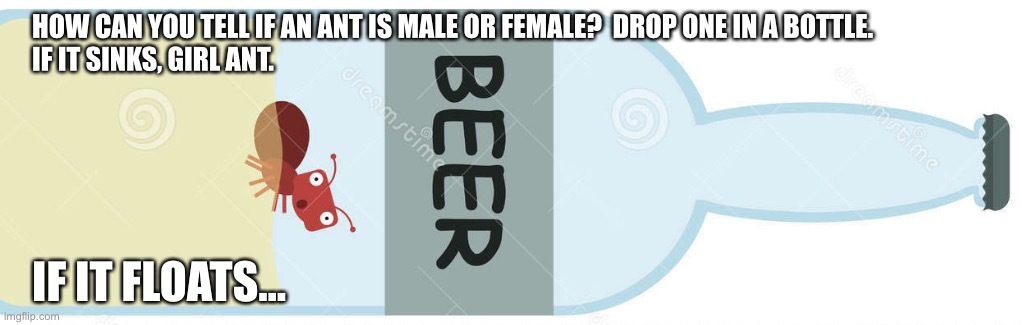 Buoyant | HOW CAN YOU TELL IF AN ANT IS MALE OR FEMALE?  DROP ONE IN A BOTTLE.         

IF IT SINKS, GIRL ANT. IF IT FLOATS... | image tagged in beer ant | made w/ Imgflip meme maker