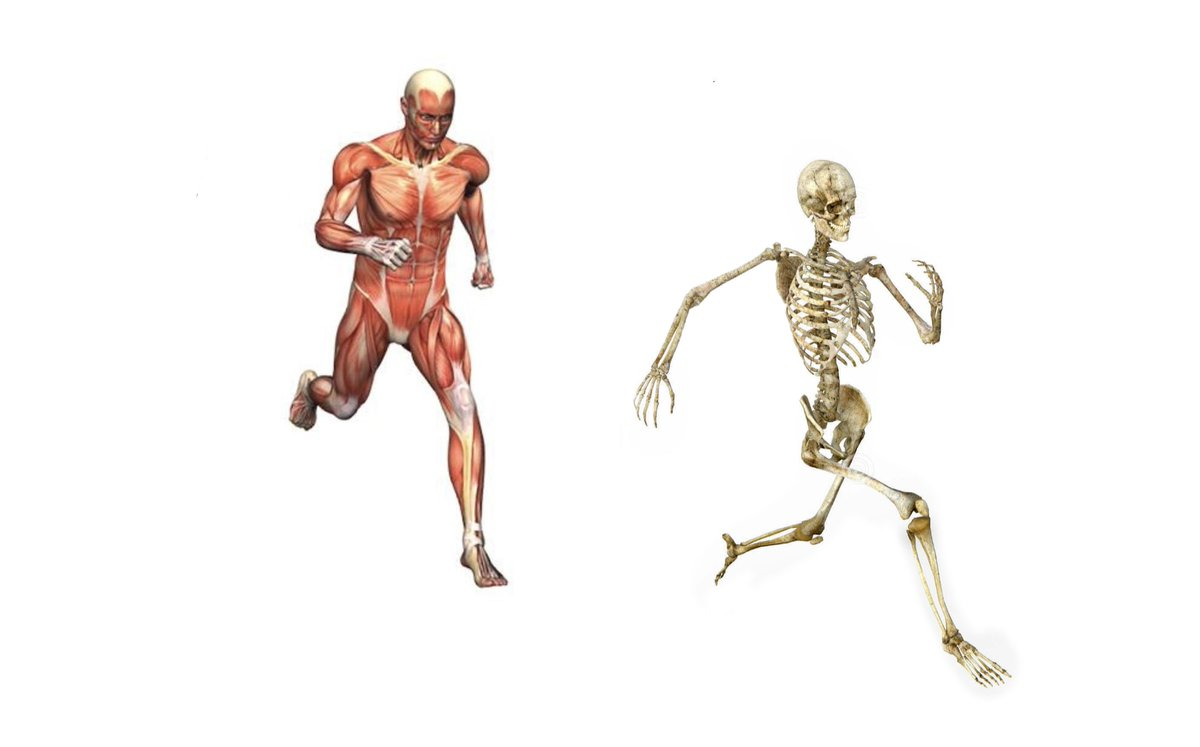 High Quality skeleton running from muscles Blank Meme Template