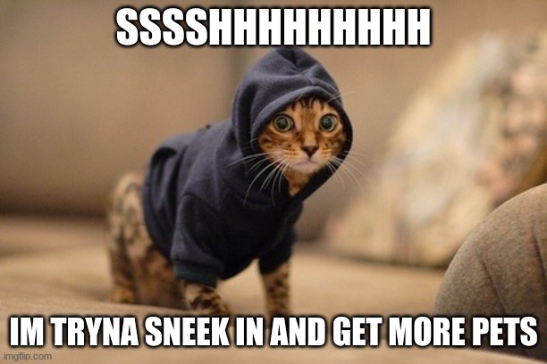 Hoody Cat | SSSSHHHHHHHHH; IM TRYNA SNEEK IN AND GET MORE PETS | image tagged in memes,hoody cat | made w/ Imgflip meme maker