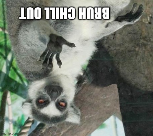 Stoner Lemur Meme | BRUH CHILL OUT | image tagged in memes,stoner lemur | made w/ Imgflip meme maker