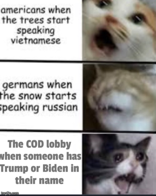 Cat | image tagged in screaming cat | made w/ Imgflip meme maker
