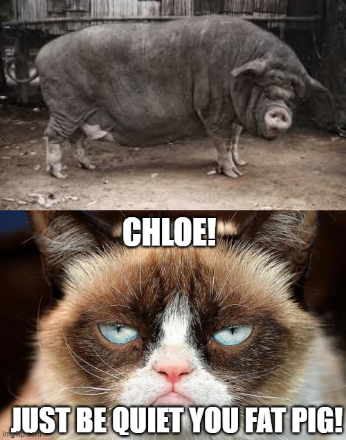 CHLOE! JUST BE QUIET YOU FAT PIG! | image tagged in memes,grumpy cat not amused,fat pig,funny,cats,pigs | made w/ Imgflip meme maker