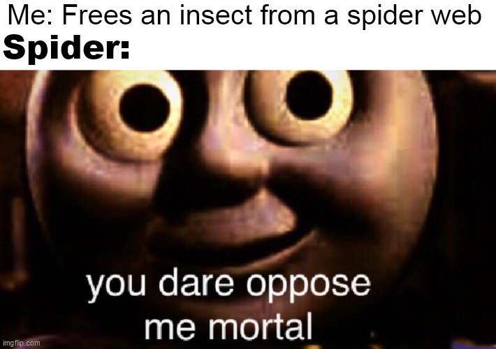 You dare oppose me mortal |  Me: Frees an insect from a spider web; Spider: | image tagged in you dare oppose me mortal,web | made w/ Imgflip meme maker
