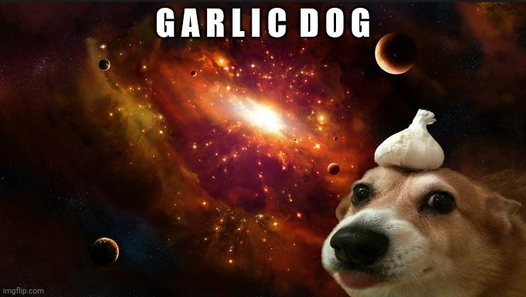 Dog with a garlic on his head |  G A R L I C  D O G | image tagged in dog with a garlic on his head | made w/ Imgflip meme maker