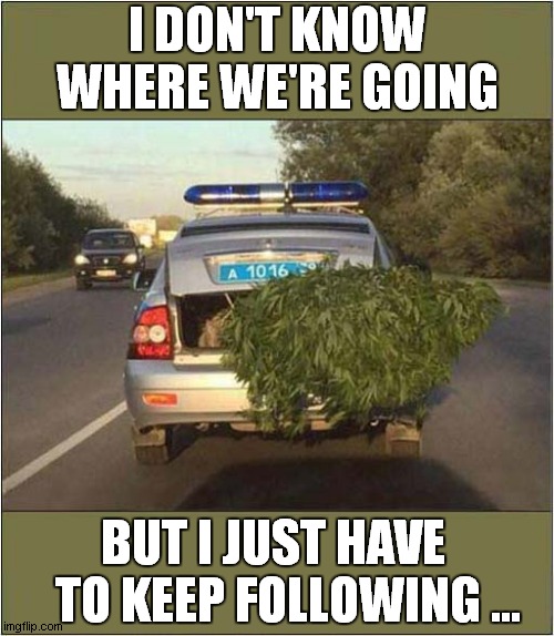 The Weed Shall Lead ! | I DON'T KNOW WHERE WE'RE GOING; BUT I JUST HAVE    TO KEEP FOLLOWING ... | image tagged in weed,follow,frontpage | made w/ Imgflip meme maker