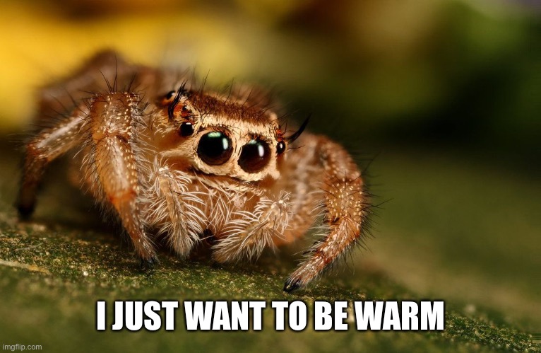 Sad Spider | I JUST WANT TO BE WARM | image tagged in sad spider | made w/ Imgflip meme maker