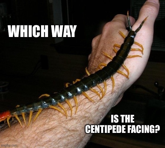 Giant Centipede | WHICH WAY; IS THE CENTIPEDE FACING? | image tagged in giant centipede | made w/ Imgflip meme maker