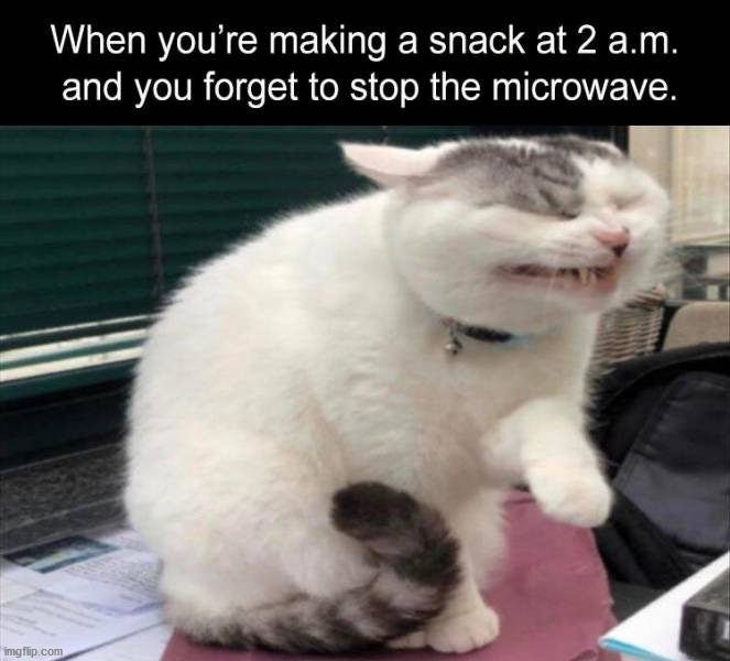 Reaction when you make a noise late at night. | image tagged in cats | made w/ Imgflip meme maker