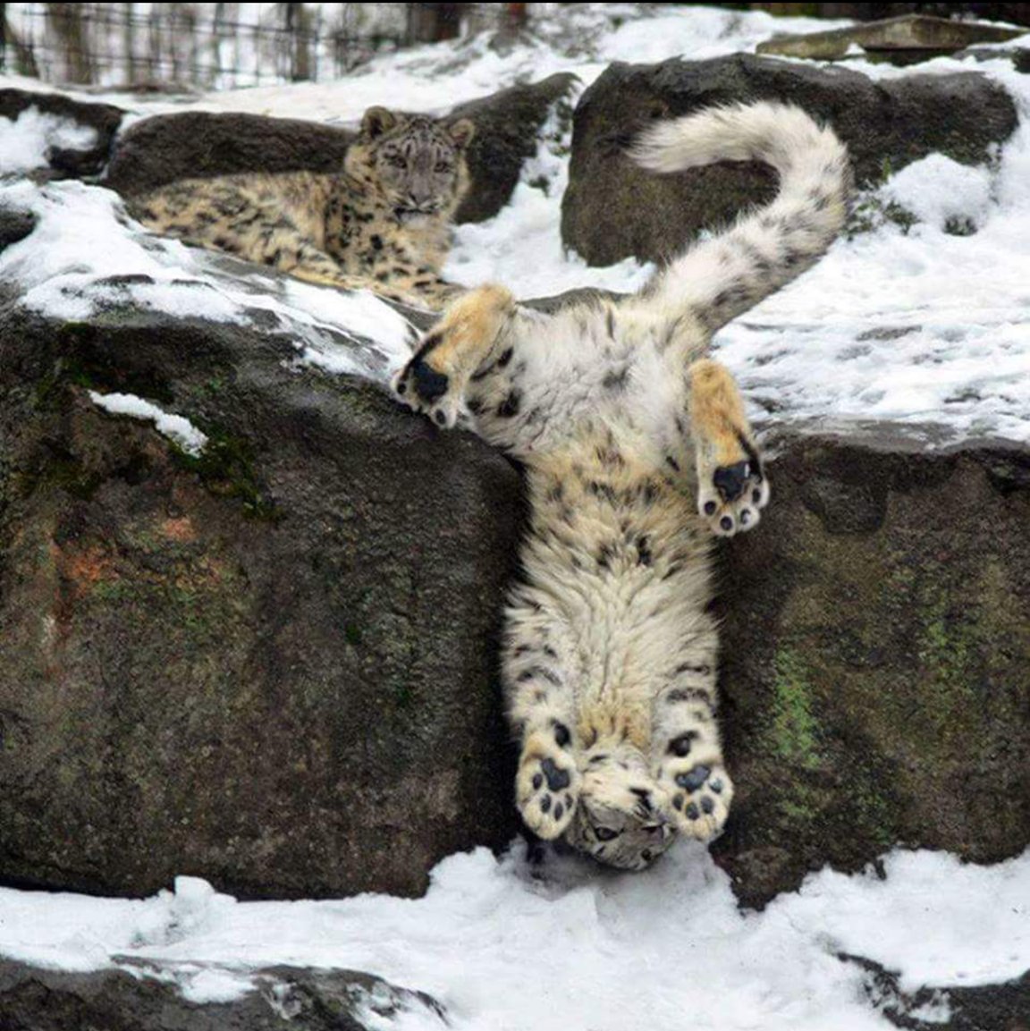 snow leopard Blank Meme Template