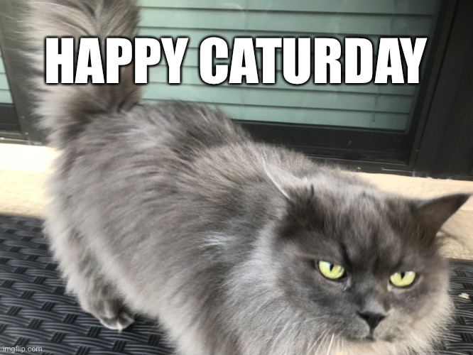 Boo The Ragauffin | HAPPY CATURDAY | image tagged in cats,caturday | made w/ Imgflip meme maker